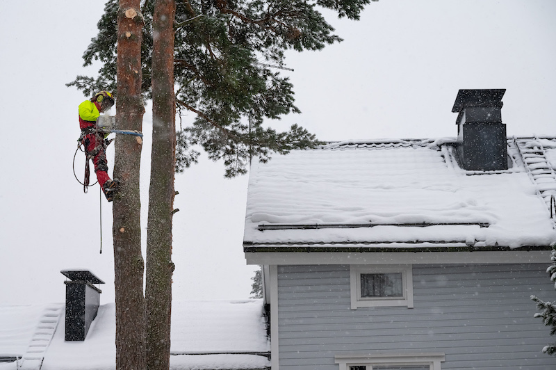 Meneillään puunkaato talvella Espoossa